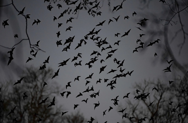 Bats flying in the city of Merida, Yucatan, Mexico